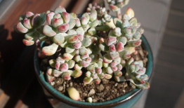 漫画汤姆图片,汤姆的奇幻冒险之旅